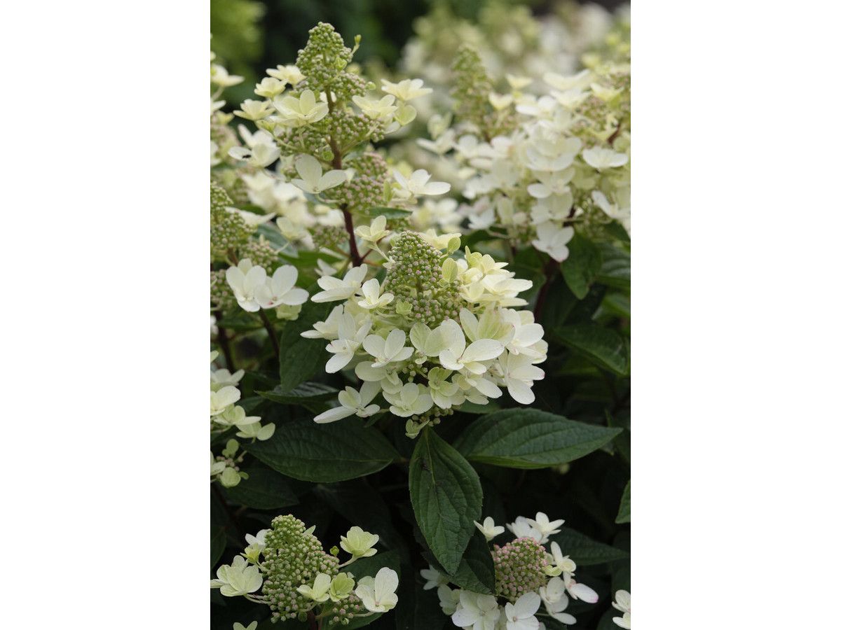 hortensia-prim-white-35-40-cm