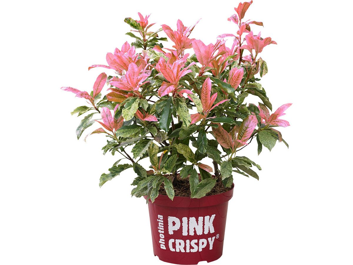 photinia-pink-crispy-40-45-cm