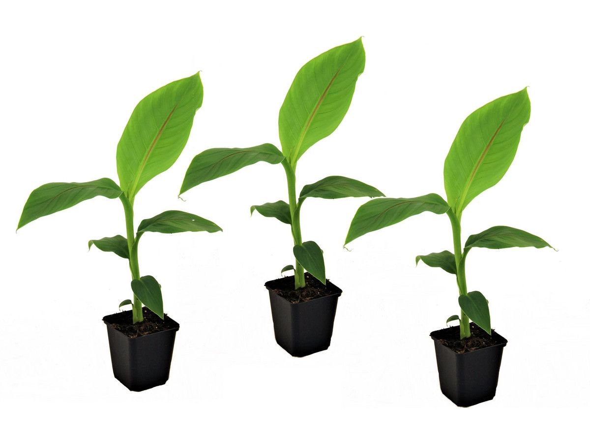 3x-winterharte-bananenpflanze-2540-cm