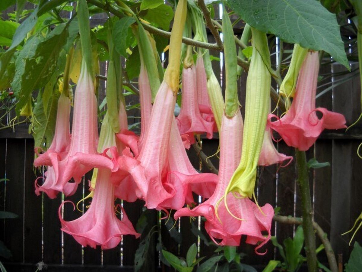 3-brugmansia-trompetbloemen-25-40-cm