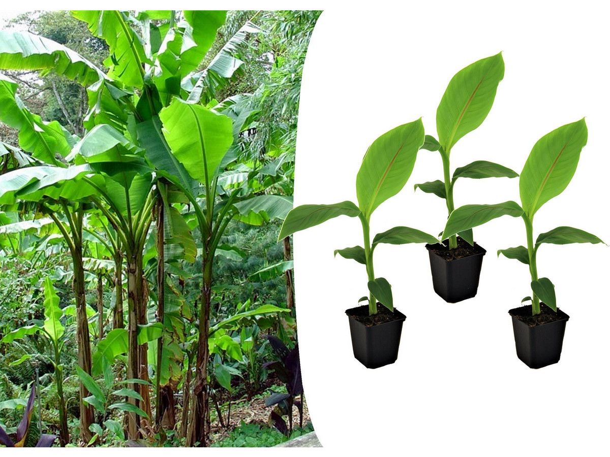 3x-winterharte-bananenpflanze-2540-cm