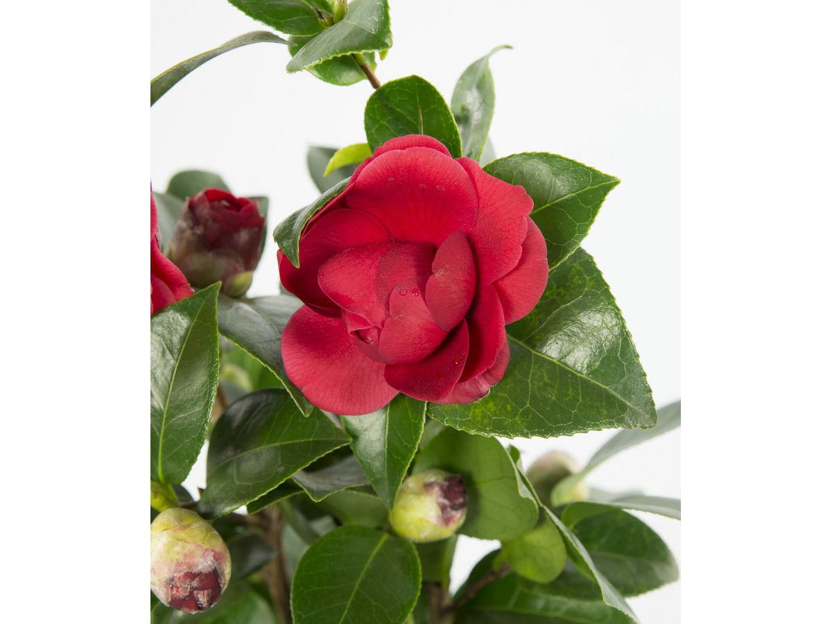 2x-xl-japanse-roos-camellia-40-50-cm