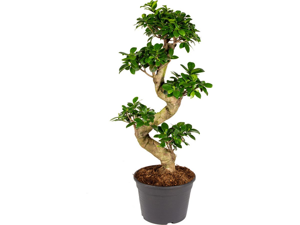 ficus-ginseng-bonsai-60-70-cm