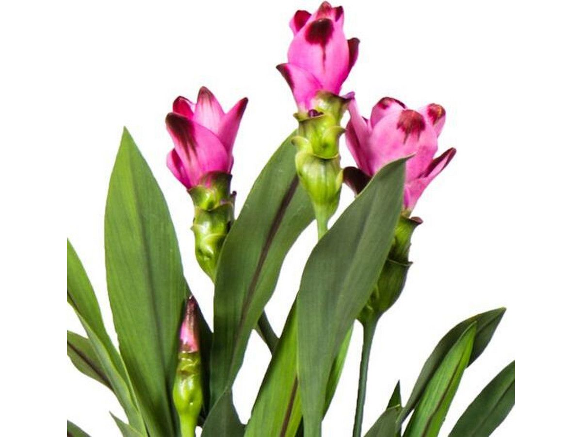 xl-paarse-curcuma-tulpenplant-80-100-cm