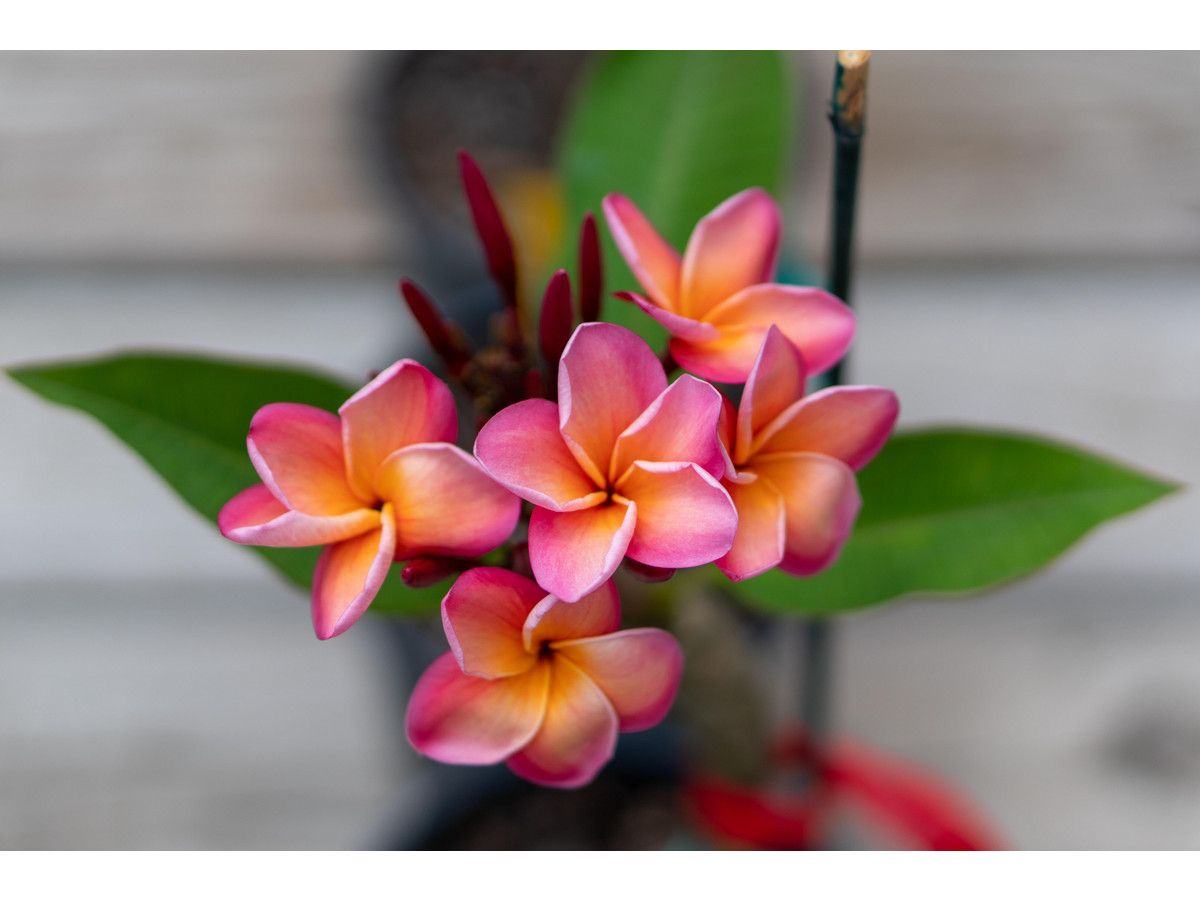 frangipani-hawaiian-5575-cm