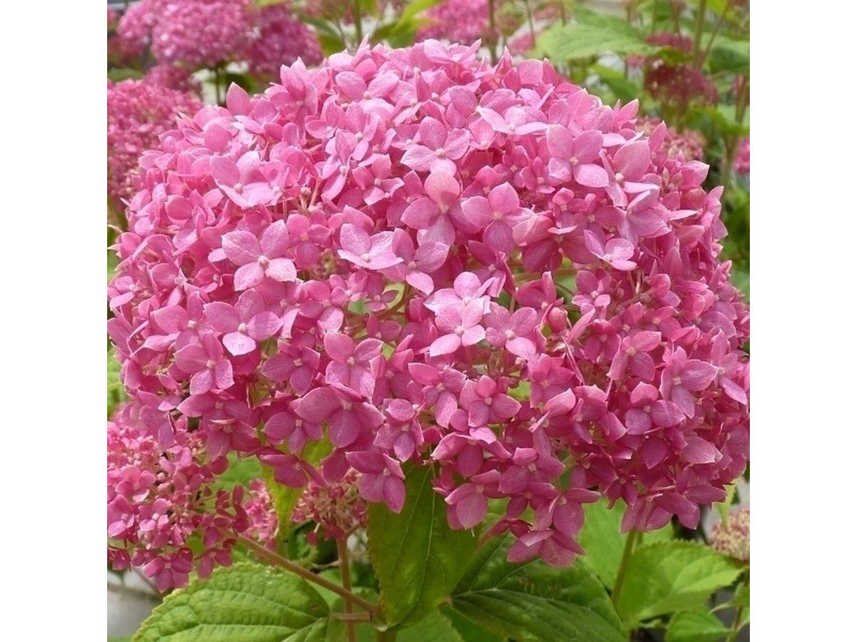 2x-hortensia-pink-annabelle-40-cm