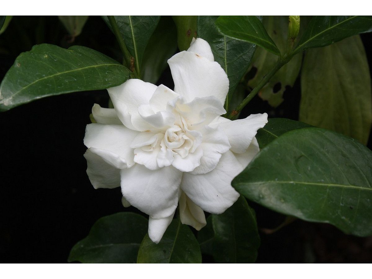2x-gardenia-jasminoides