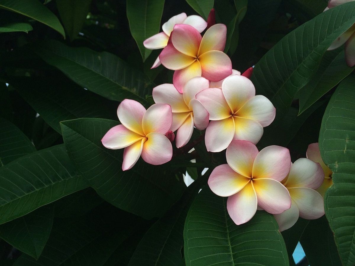 plumeria-frangipani-hawaii-plant-55-75-cm