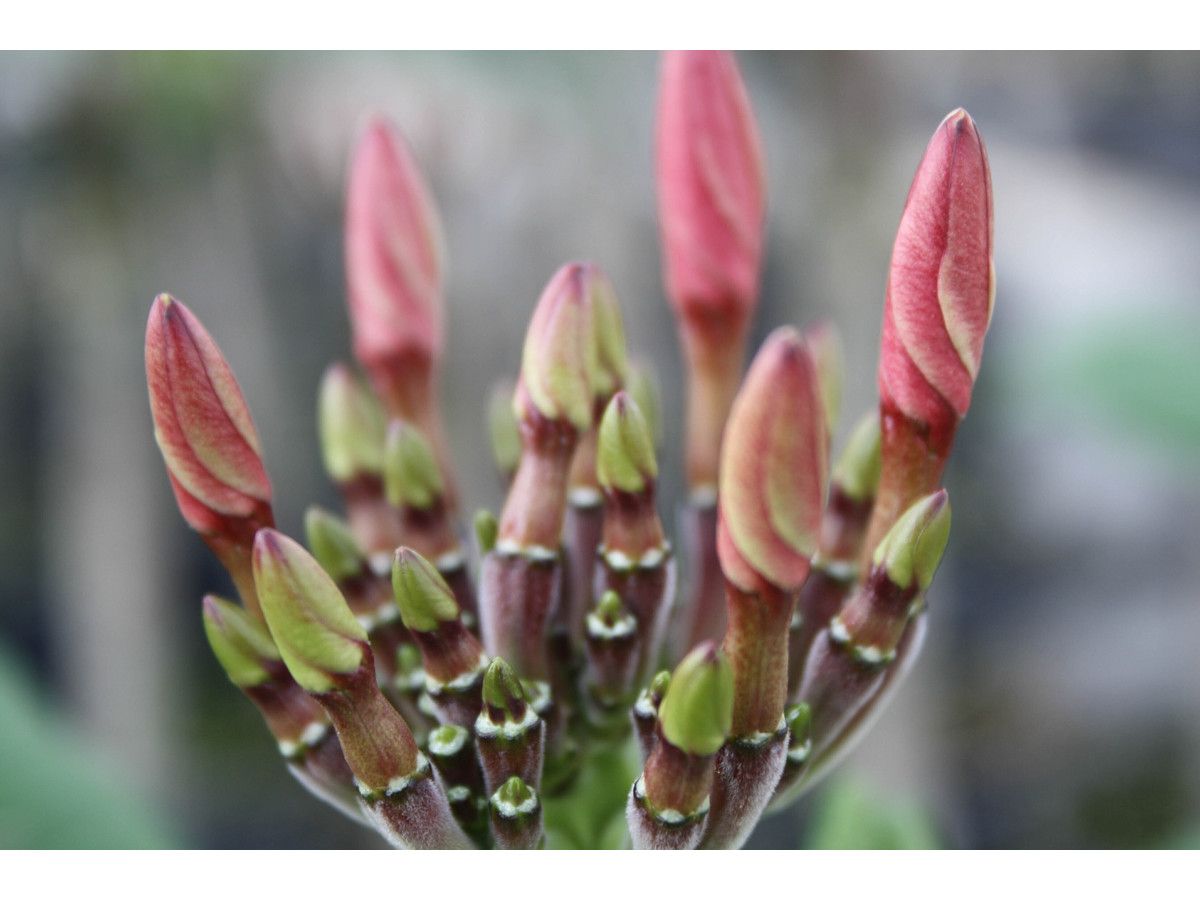 plumeria-hawaii-pflanze