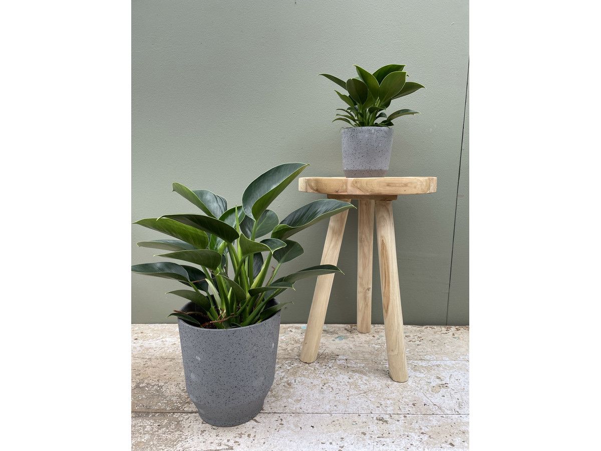 2x-philodendron-green-princess-25-35-cm