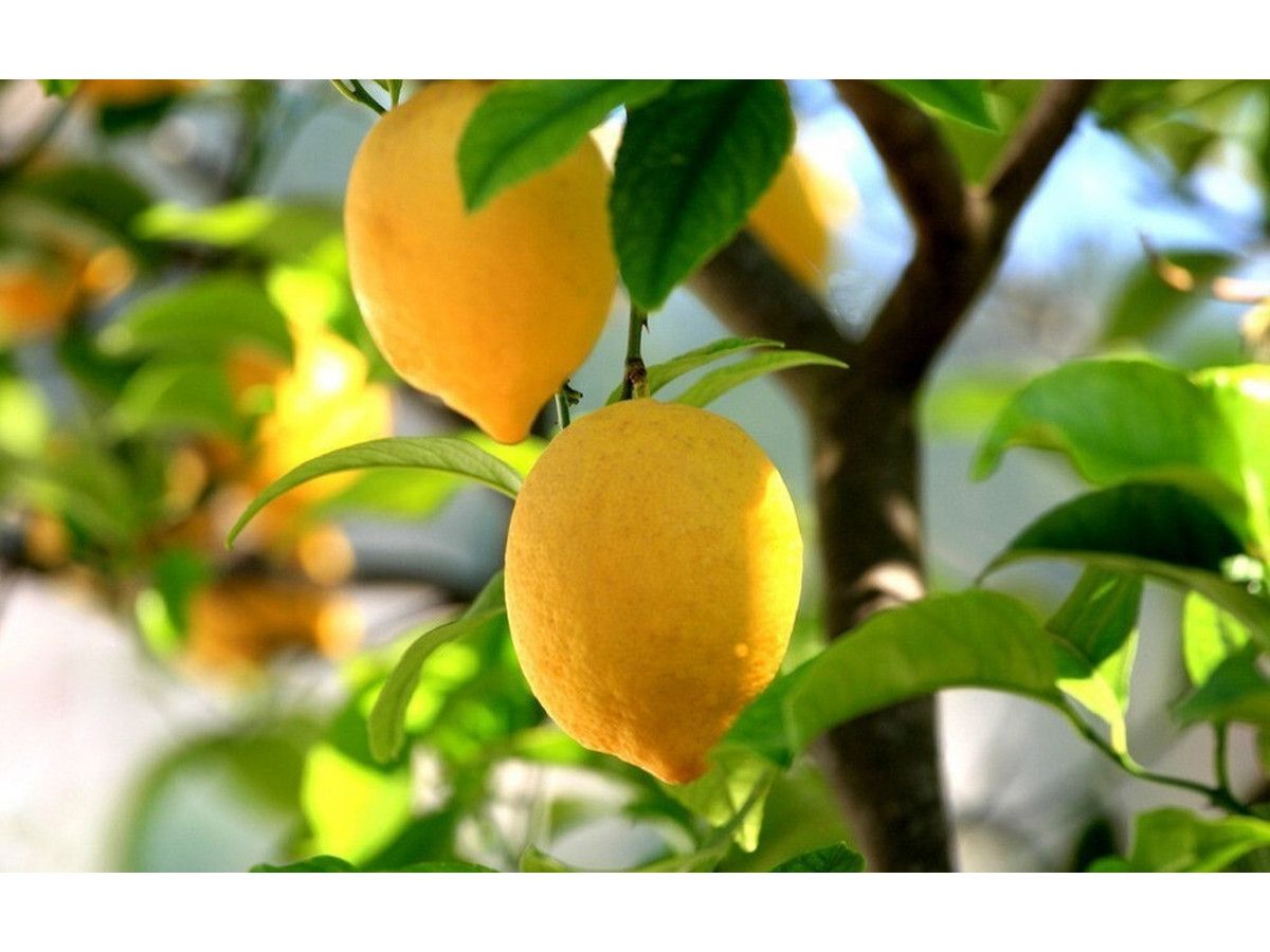 citroenboom-op-stam-50-60-cm