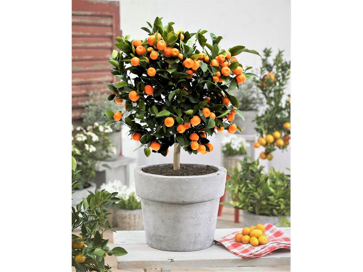 sinaasappelboom-op-stam-50-60-cm
