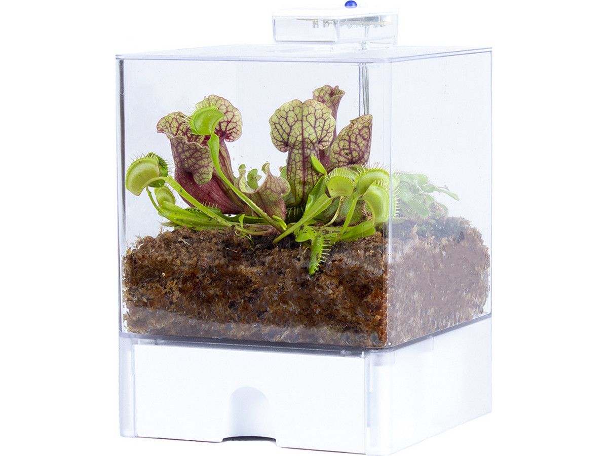 diy-terrarium-vleesetende-planten