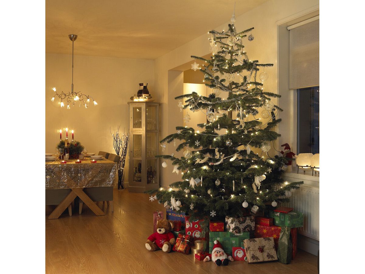 echte-nordmann-kerstboom-145-165-cm-wk-49