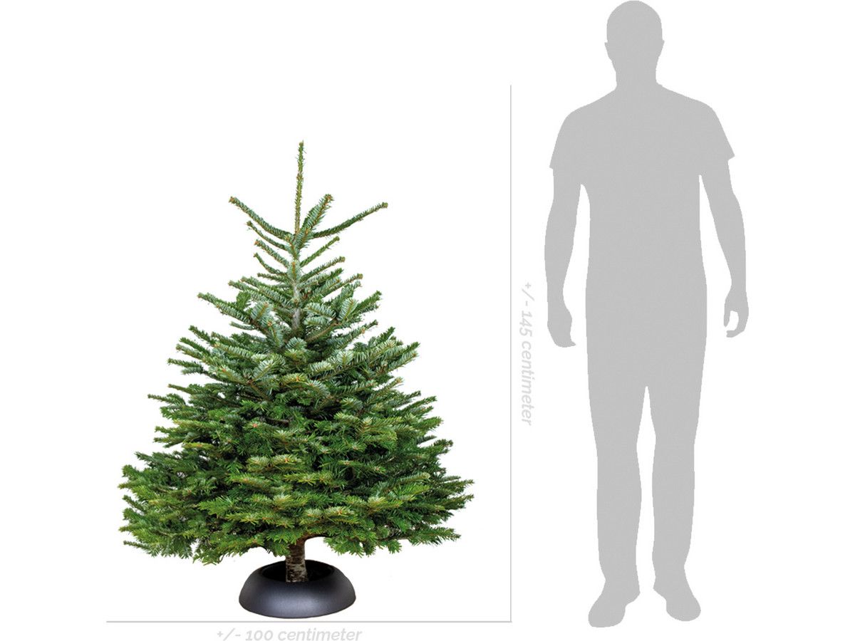 echte-nordmann-kerstboom-120-145-cm-wk-49