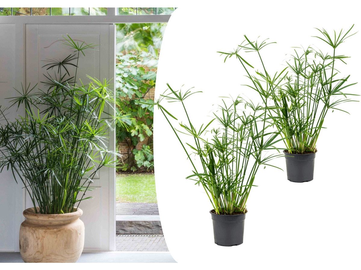 2x-parapluplant-cyperus-50-60-cm