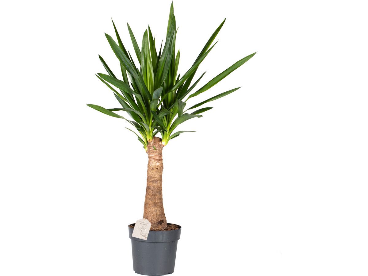 yucca-palme-7090-cm