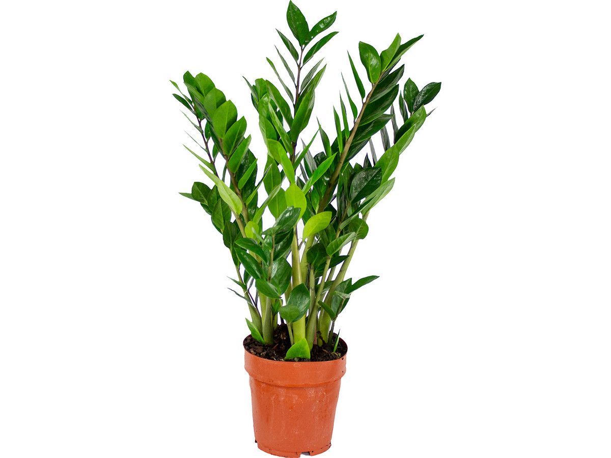zamioculcas-emerald-palm-60-cm