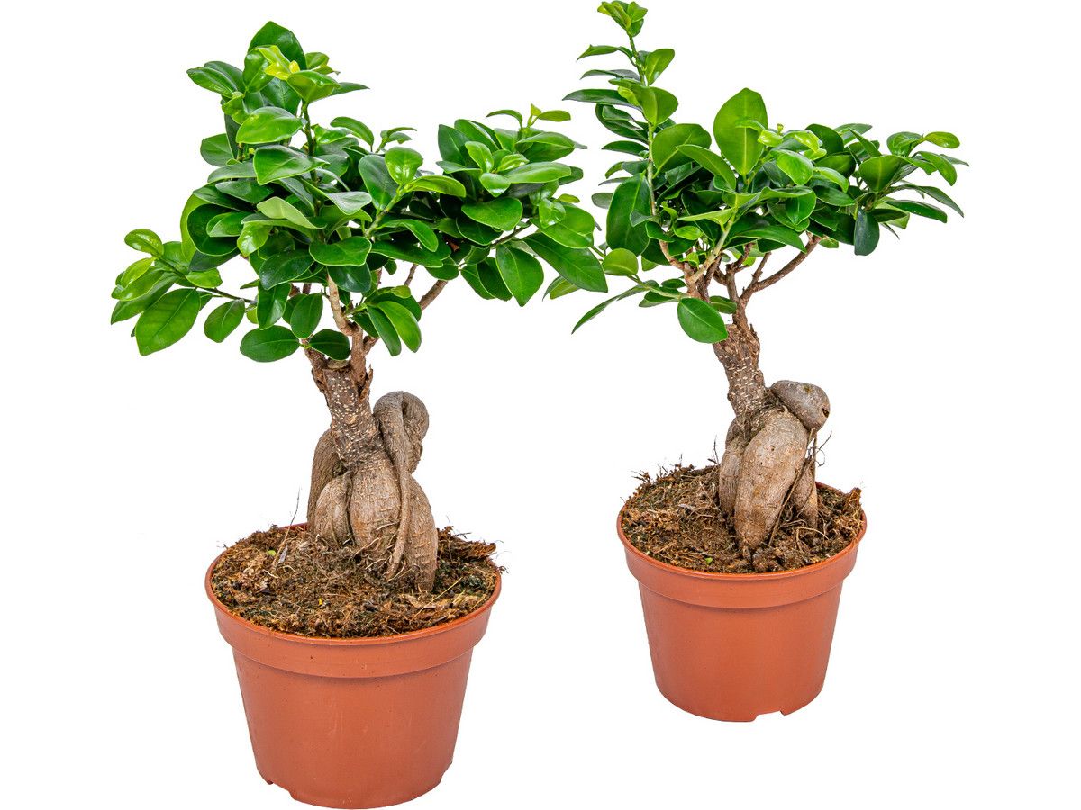 2x-ficus-ginseng-bonsai-35-cm