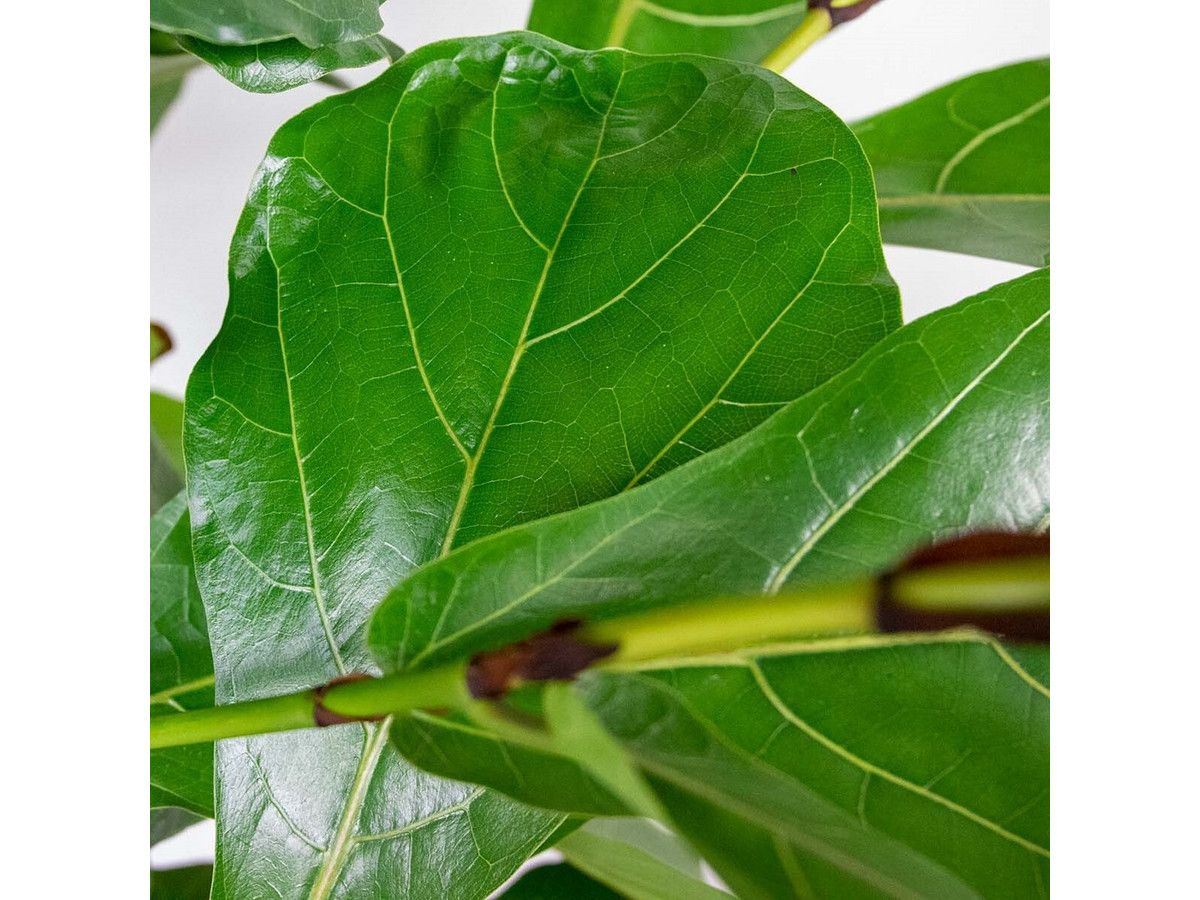 tabaksplant-ficus-lyrata-180-cm