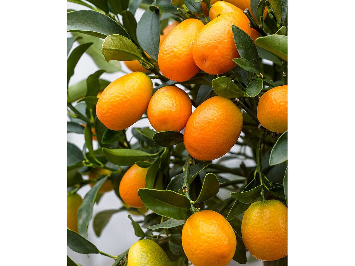 kumquatbaum-5060-cm