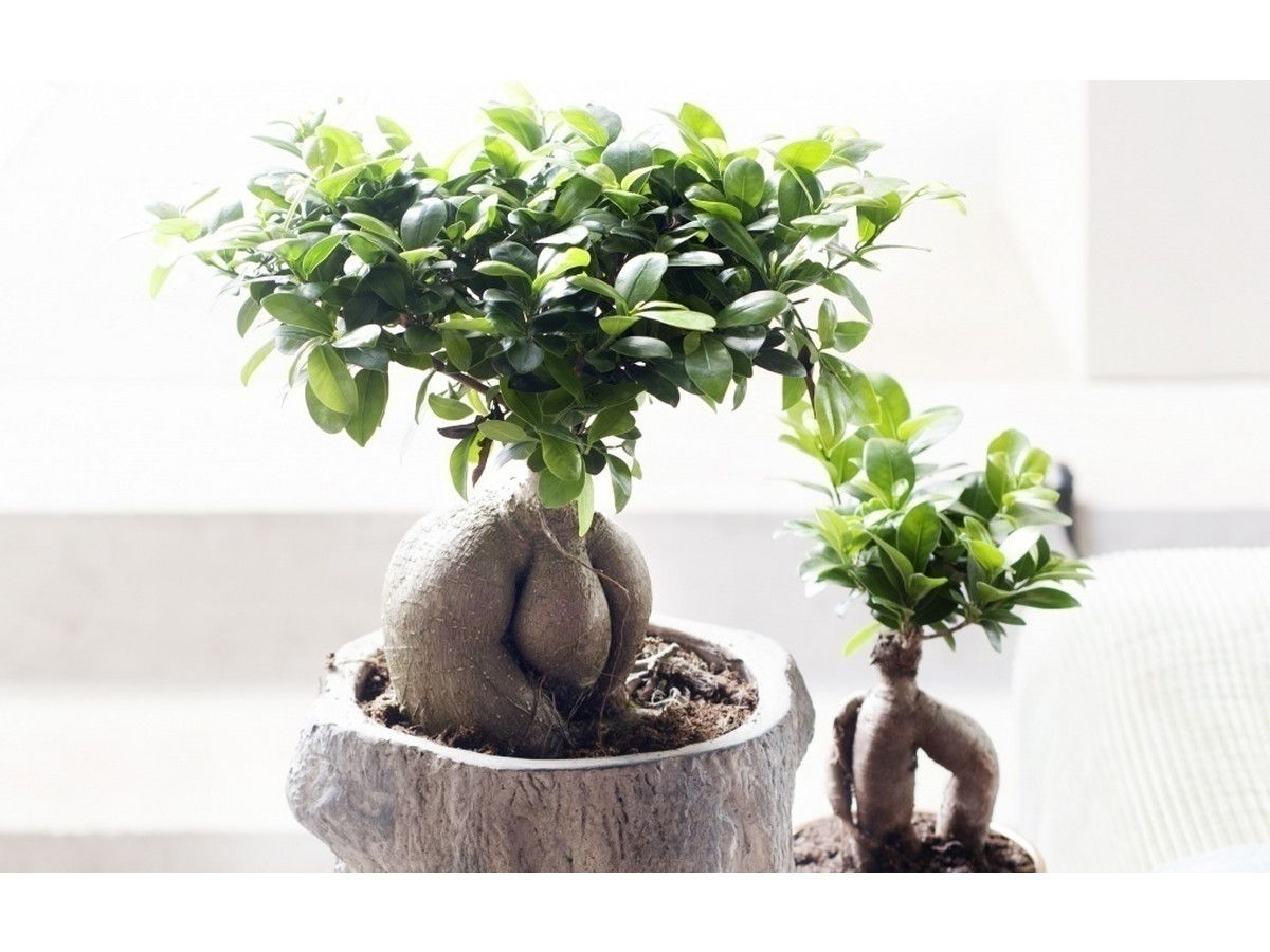 2x-japanse-bonsai-35-45-cm