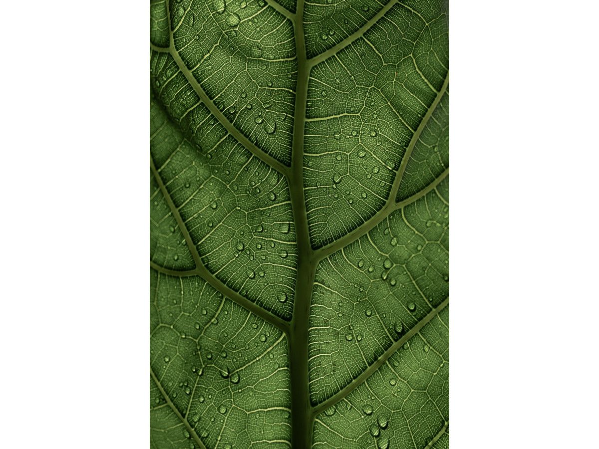 xl-ficus-lyrata-vioolbladplant-90-110-cm