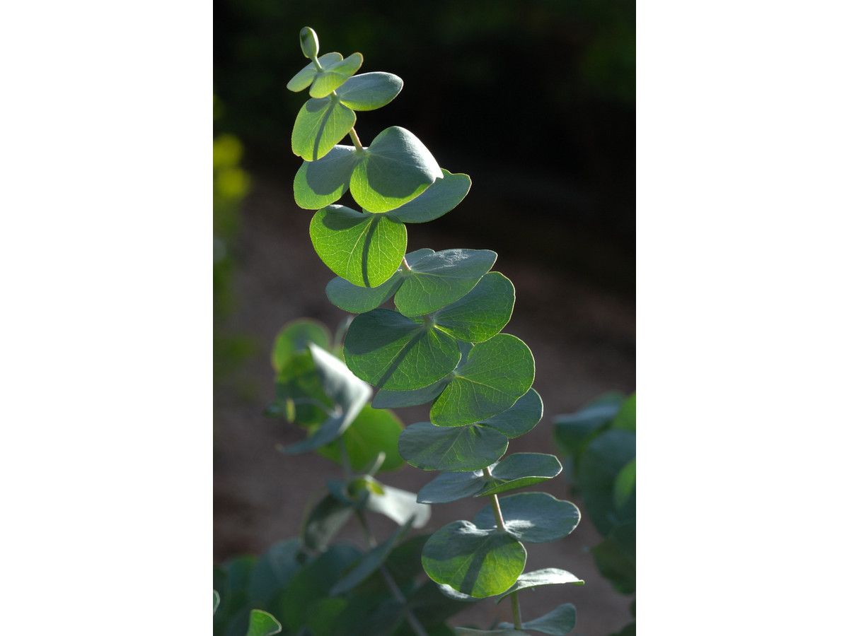 2x-eukalyptus-azura-2540-cm
