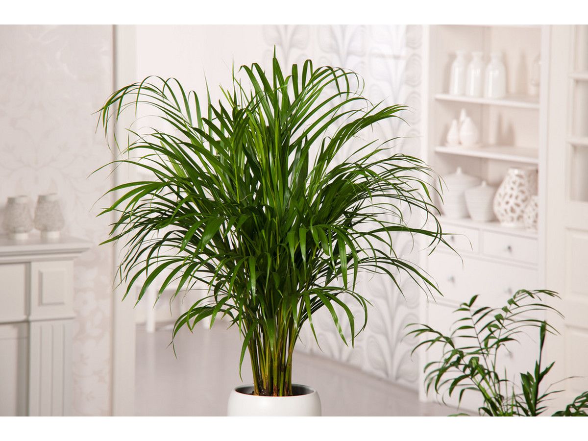 3x-xl-zimmerpflanze-6080-cm
