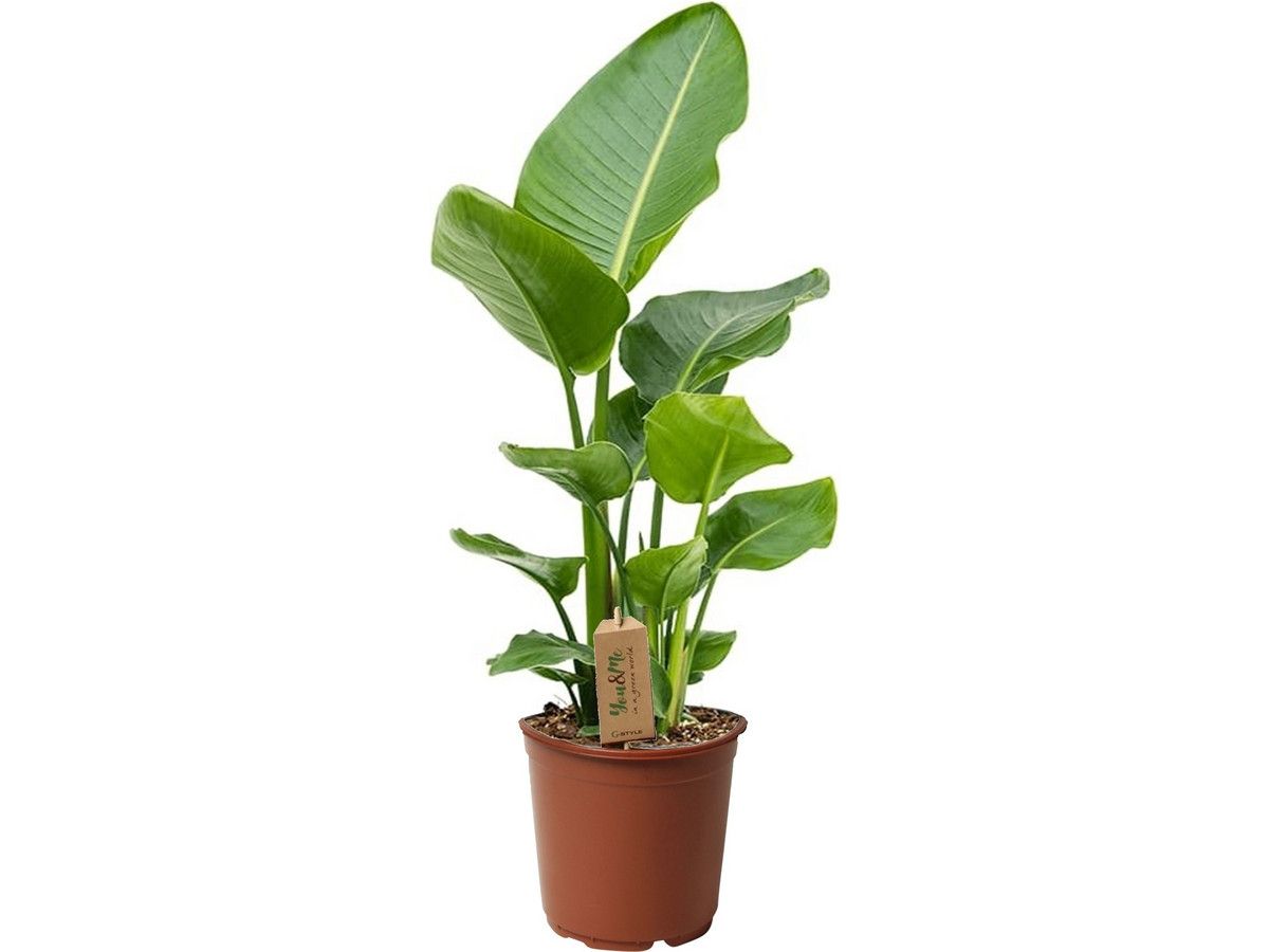 paradijsvogelplant-strelitzia-55-70-cm