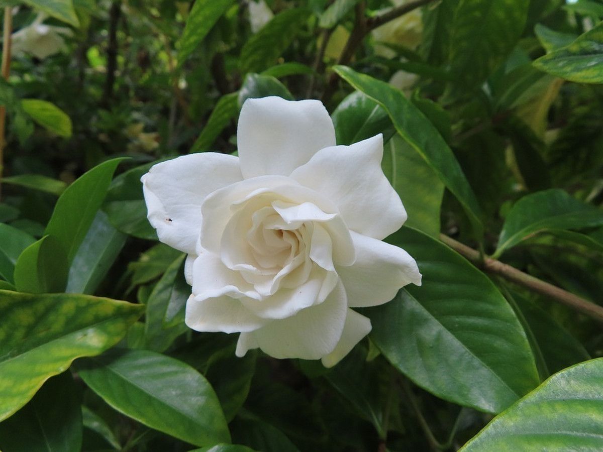 2x-gardenia-jasminoides-25-40-cm