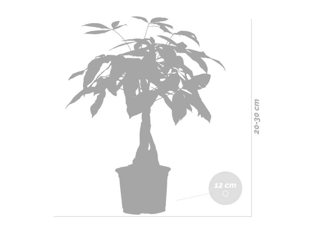 2x-pachira-geldboom-20-30-cm