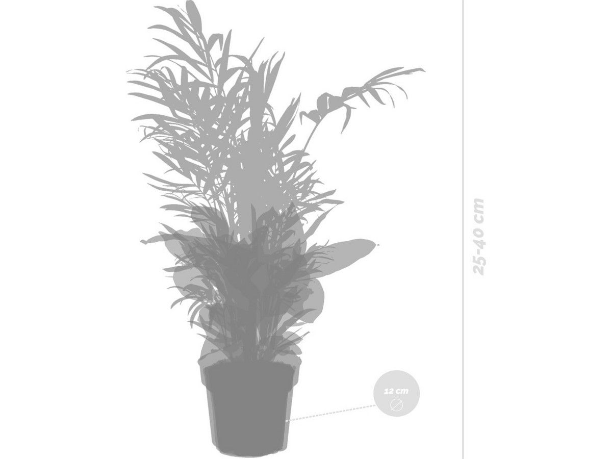4x-tropische-pflanzen-mix-set-2540-cm