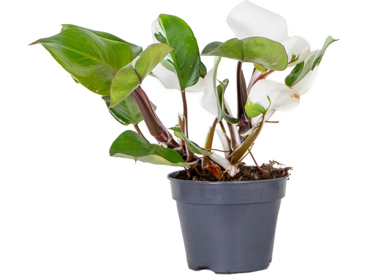 philodendron-white-knight-30-40-cm