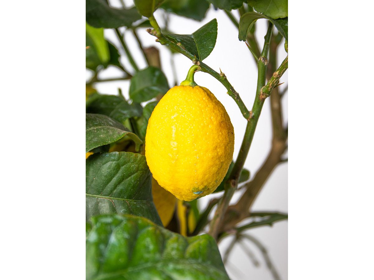 citroenboom-60-70-cm