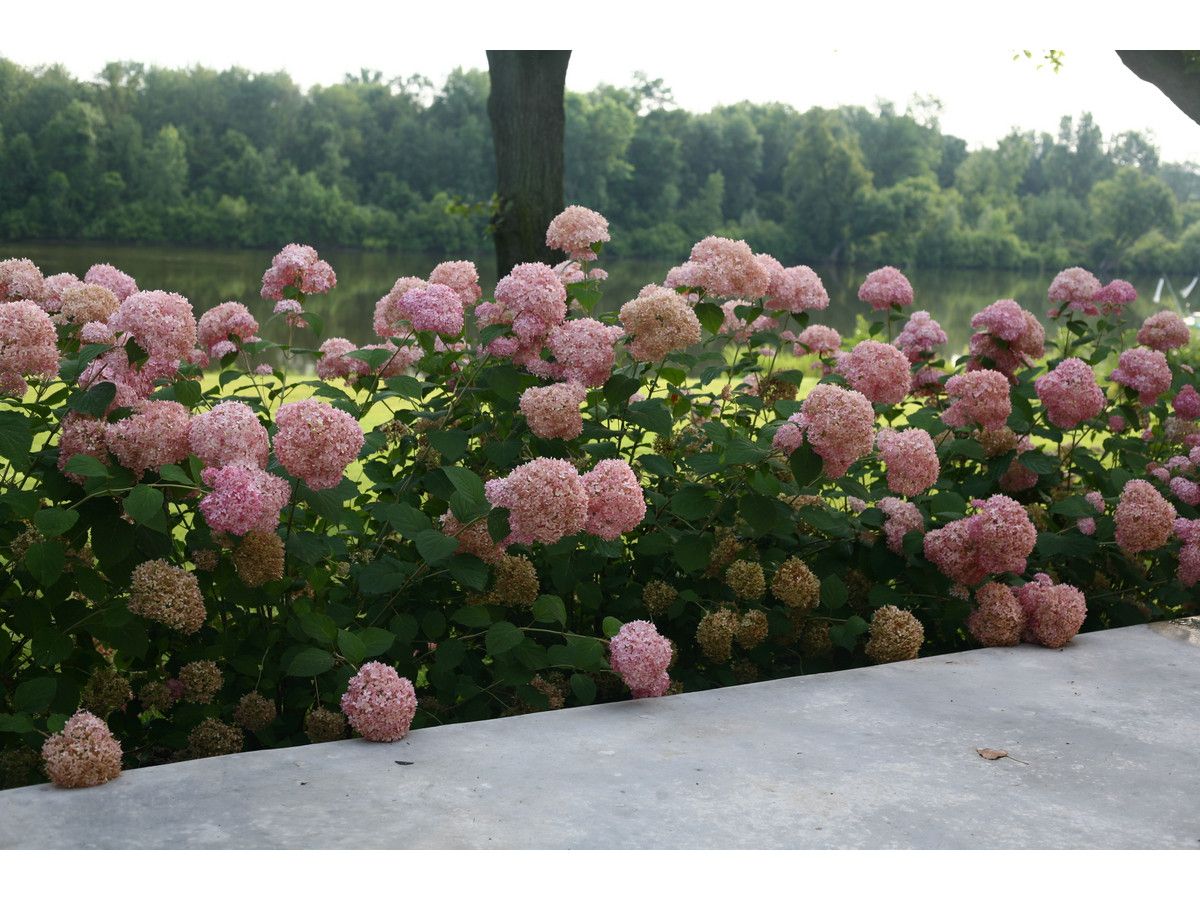 2x-hortensia-pink-annabelle-40-cm