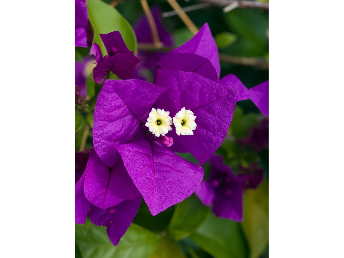 paarse-bougainvillea-op-stam-50-60-cm