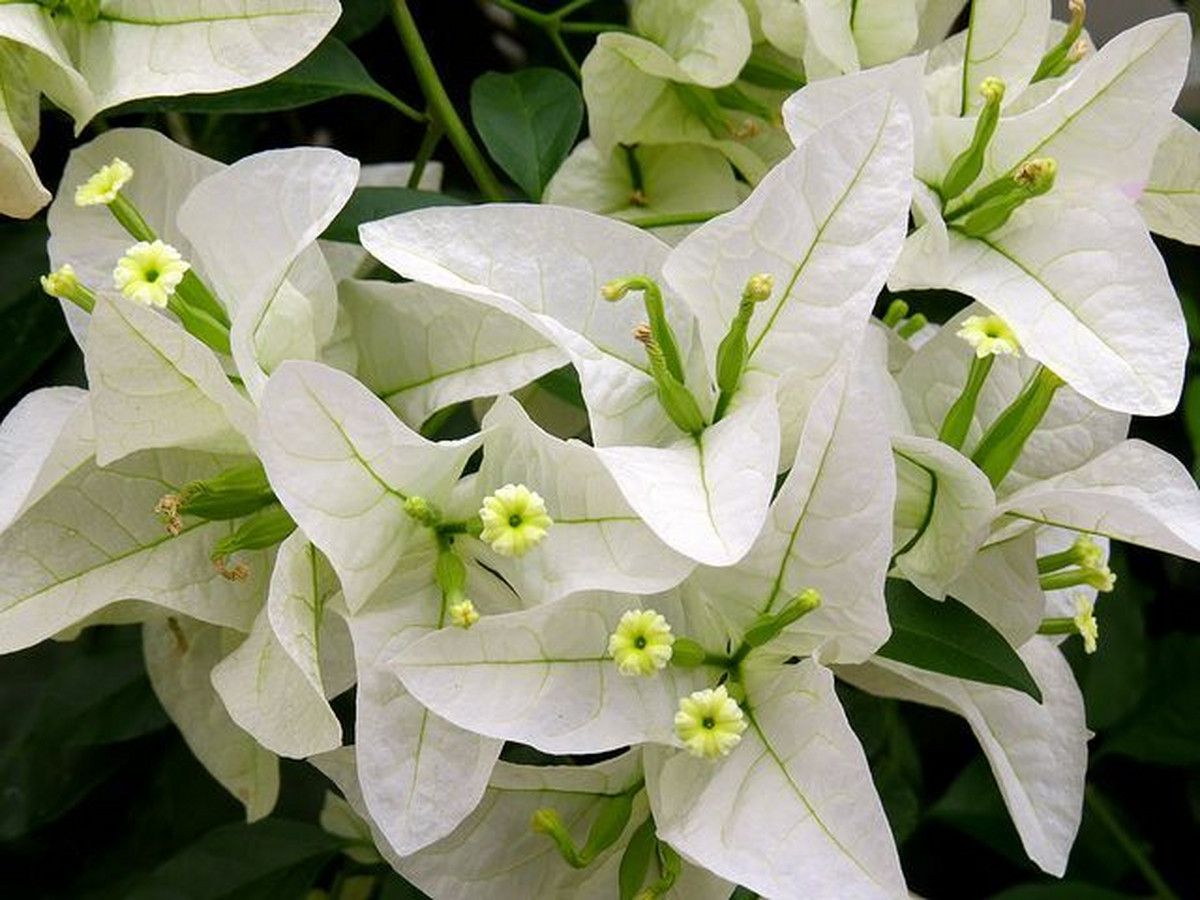 perfect-plant-witte-bougainvillea-op-rek