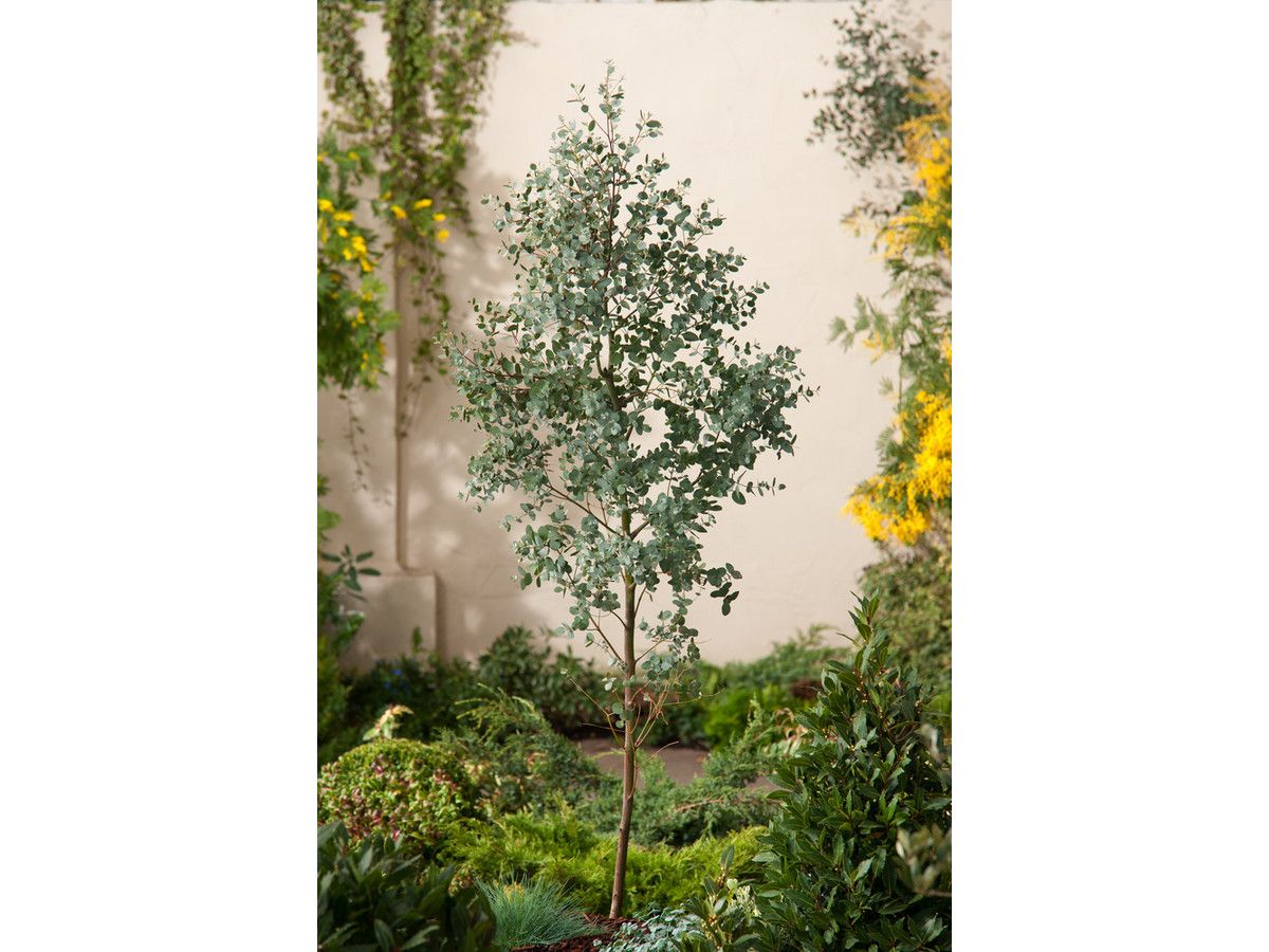 eucalyptus-gunnii-op-stam-55-65-cm