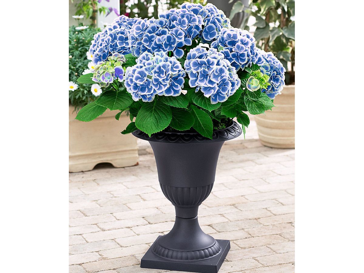 3x-hortensia-bicolor-blauwwit-10-15-cm