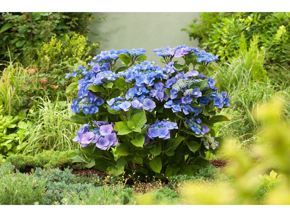 3x-hortensia-teller-blauw-25-40-cm