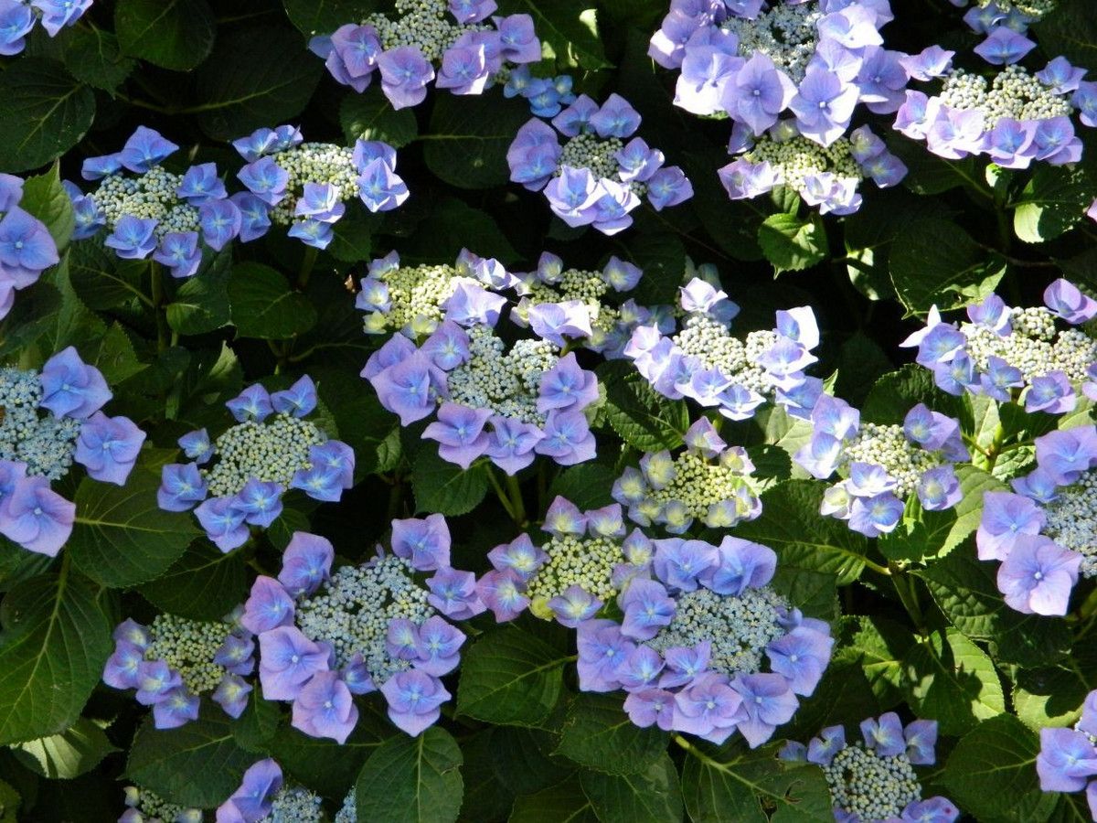 3x-hortensia-teller-blauw-25-40-cm