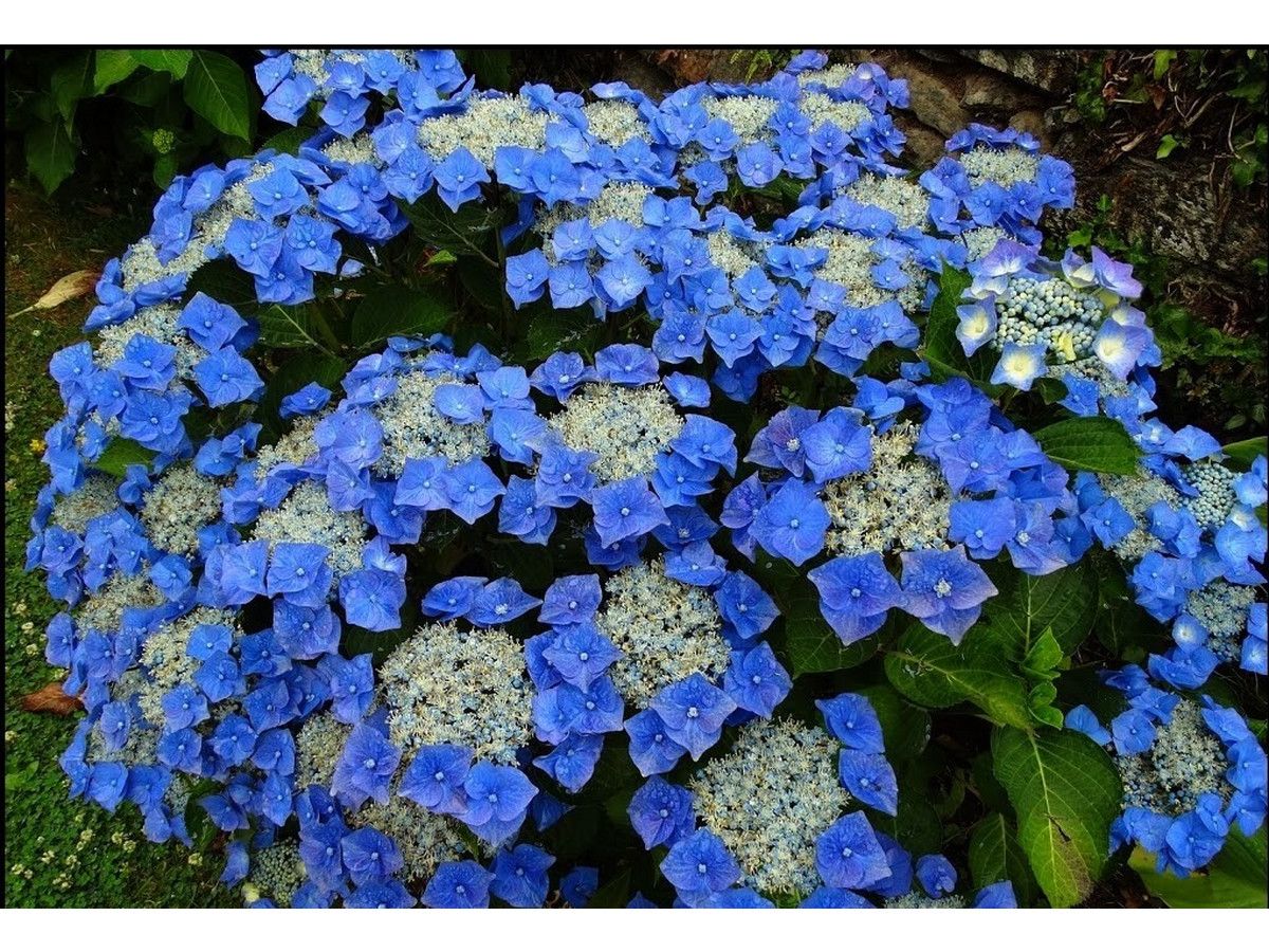 3x-hortensia-teller-blauw