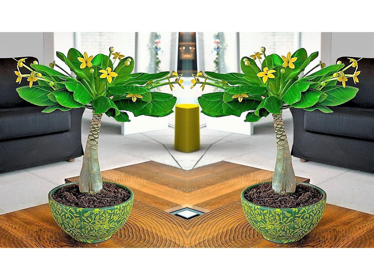 2x-hawaiiaanse-palmen-30-40-cm
