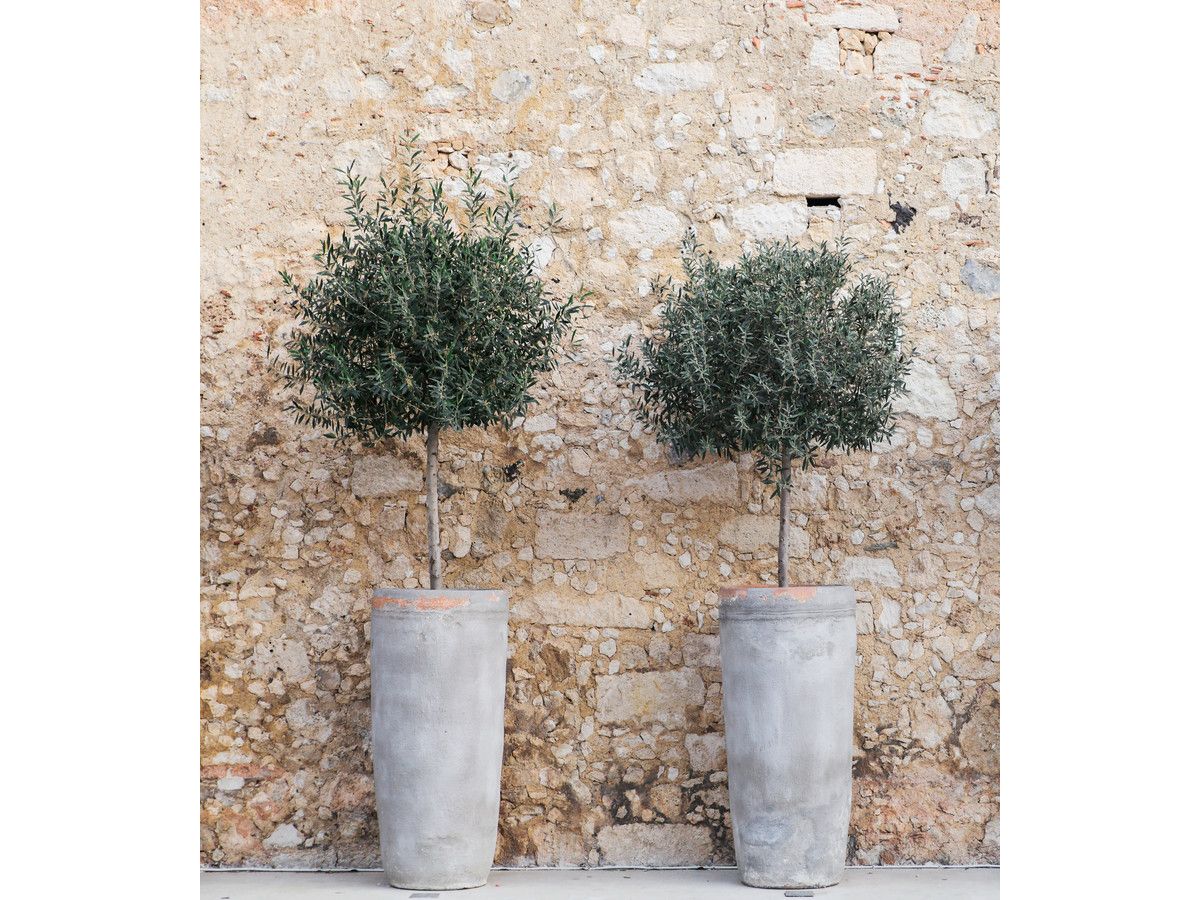 2x-winterharde-olijfboom-80-90-cm