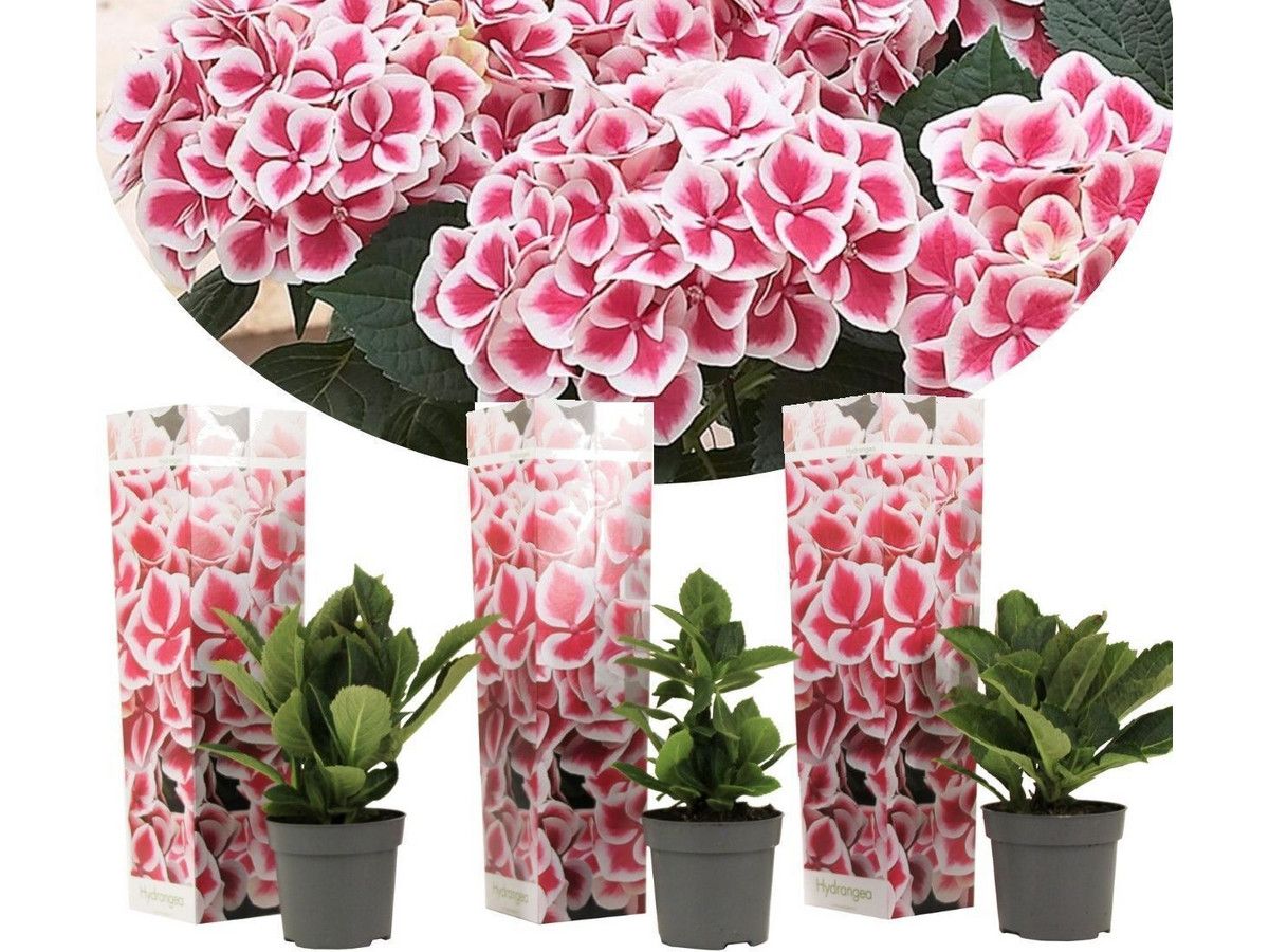 3x-hortensia-bicolor-rozewit-10-15-cm
