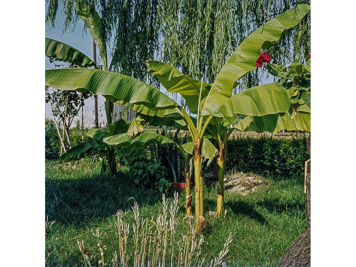 citroenboom-op-stam-50-60-cm