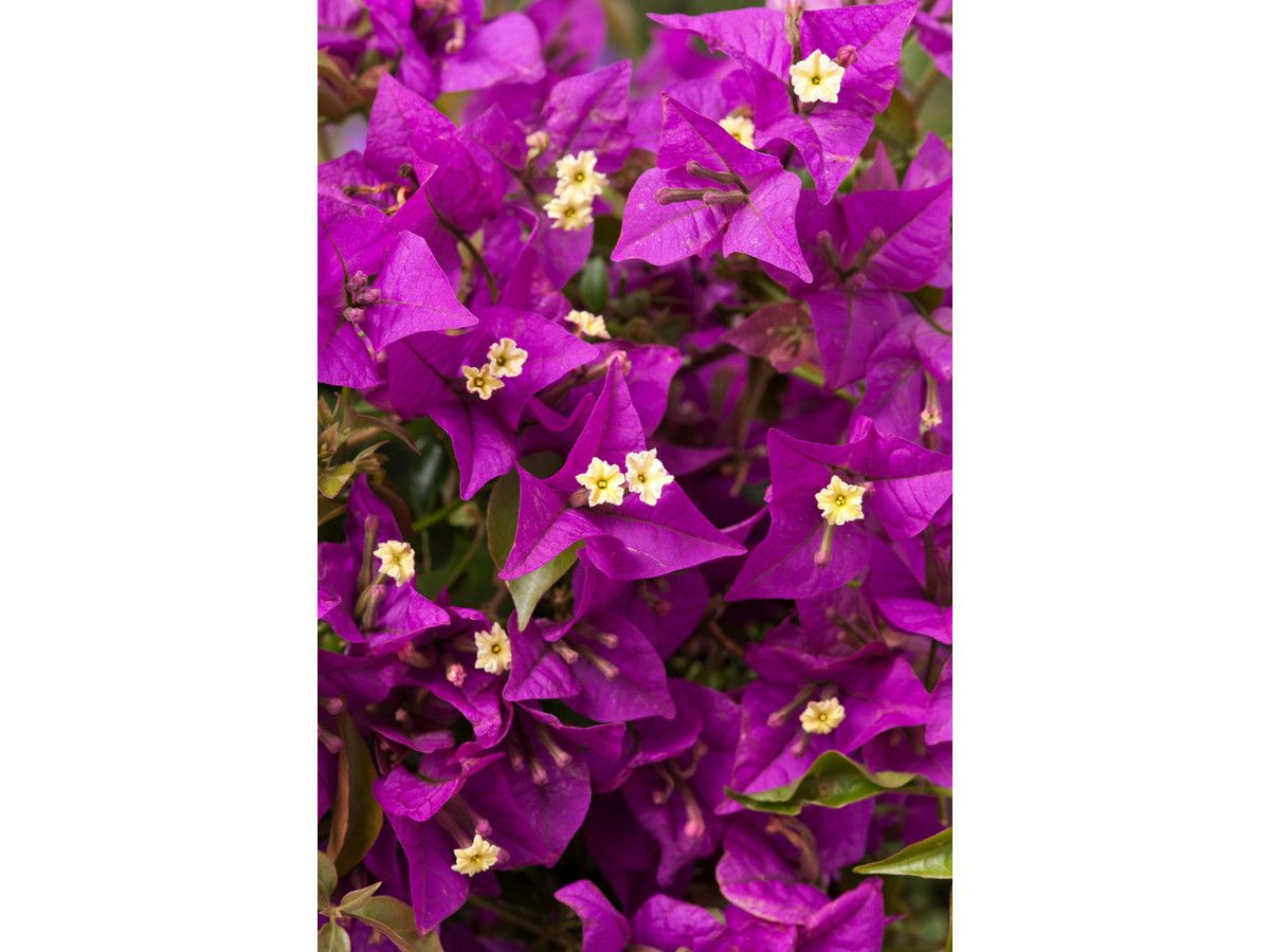 paarse-bougainvillea-op-stam-50-60-cm