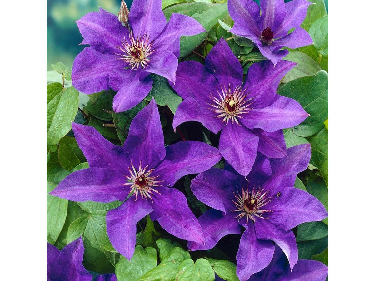 2x-clematis-the-president-6070-cm