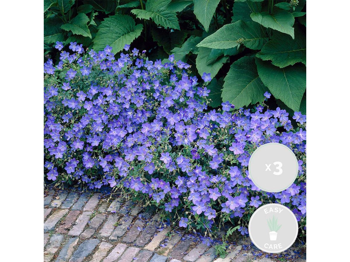3x-geranium-johnsons-blue-10-15-cm